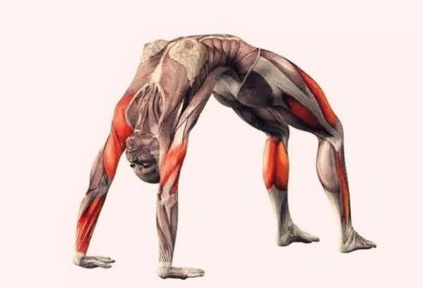 练习哈他瑜伽的轮式体式收紧大腿和臀部肌肉增强手臂力量(图4)